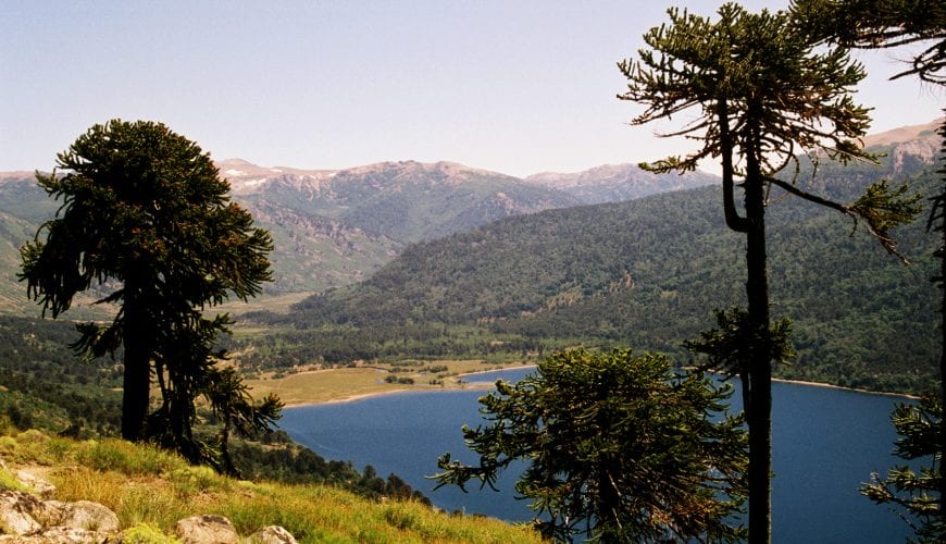 Lanín