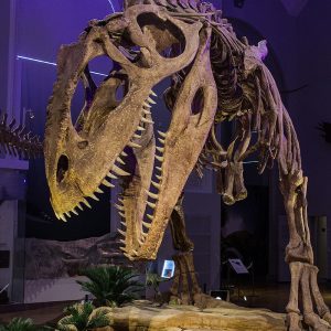 800px-Giganotosaurus_in_Helsinki