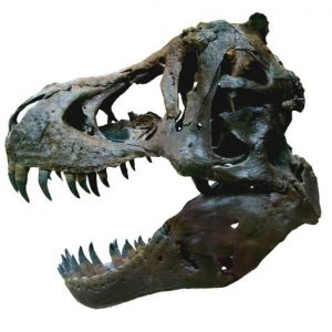 T-rex_skull_5